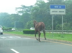Petugas Jasa Marga Kejar Kuda yang Bikin Heboh di Jagorawi