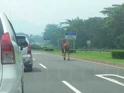 Ini Dia Kuda Cokelat yang Bikin Heboh di Jalan Tol Jagorawi