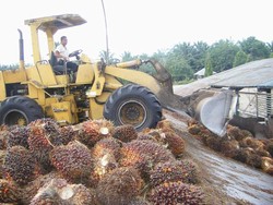 BW Plantation Bangun Kelapa Sawit Kelimanya di Kalteng