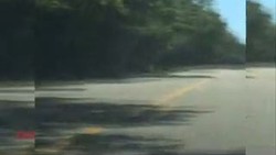 Buaya Raksasa Muncul di Tengah Jalan Raya