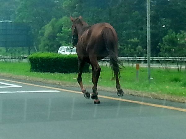 Kuda Berkeliaran di Tol Jagorawi