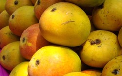 Krenyes Manis Alphonso, si Raja Mangga dari India