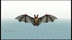 Virus Mers: Dari Kelelawar, Unta, Manusia Sampai Mengancam Dunia