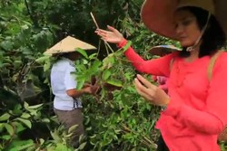 Berkebun di Desa Perbatasan Apau Ping, Kalimantan