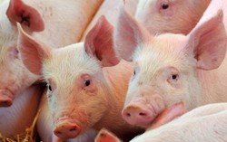 Cegah Virus Mewabah, Prancis Larang Impor Babi dari Amerika