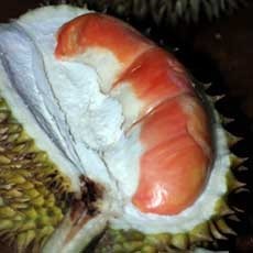 Berburu Durian Merah di Banyuwangi