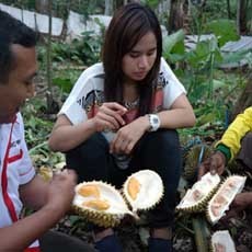 Satu Pohon Durian Merah, Pak Serad Mampu Dulang Rp 16 juta