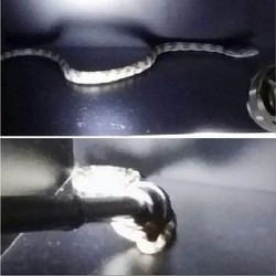 Ketika Ruang Ganti Blazers Dihebohkan dengan Kehadiran Seekor Ular