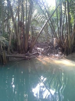 Sulitnya Melihat Penampakan Badak Bercula Satu di Ujung Kulon