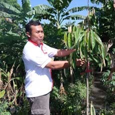 Durian Merah Banyuwangi Diburu, Bagaimana Cara Memiliki Bibitnya?