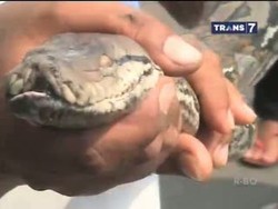 Warga Temukan Ular Piton Sembunyi di Plafon Rumah