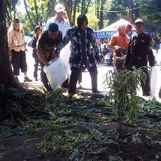 Kerusakan Tanaman di Taman Bungkul dan Jalur Hijau Capai Miliaran Rupiah
