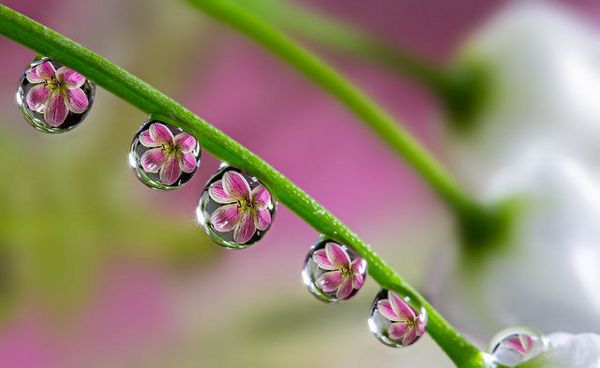 Aih... Cantiknya Foto Makro Tetesan Air Ini