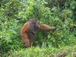 Bujang, Orangutan yang Jatuh Cinta Pada Manusia