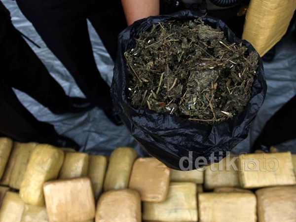 555 Kg Ganja Diamankan