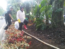 Gaya Sigap Risma Pimpin Perbaikan Taman Bungkul