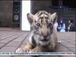 Bayi Harimau Sumatera Lahir di Kebun Binatang Bandung