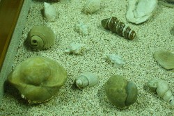 Ada Kerang Berumur 100.000 Tahun di Ancol!