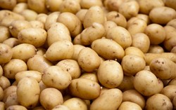 Triwulan I 2014 Indonesia Impor Kentang hingga 4.955 Ton