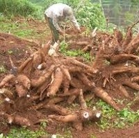 Kementan Akui Banyak Petani Singkong Jatuh Miskin