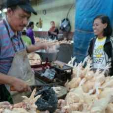 Harga Ayam di Surabaya Naik, Mengapa?