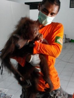 Polisi Buru Pelaku Penganiayaan Orangutan di Kutai Timur Kaltim