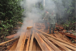 Taman Nasional Kutai Dijarah Pembalak Liar dan Perambah Hutan untuk Kebun Karet