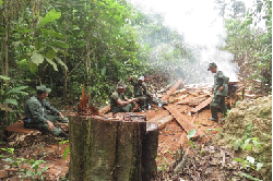 Ratusan Batang Kayu Ulin Hasil Pembalakan Liar Ditemukan di Taman Nasional Kutai