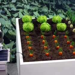 Ketika Sayuran Matang Karena Teknologi