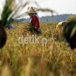 Ingin Hapus Subsidi Pupuk Rp 18 T, Mentan Suswono Sebut Petani Tak Menikmati