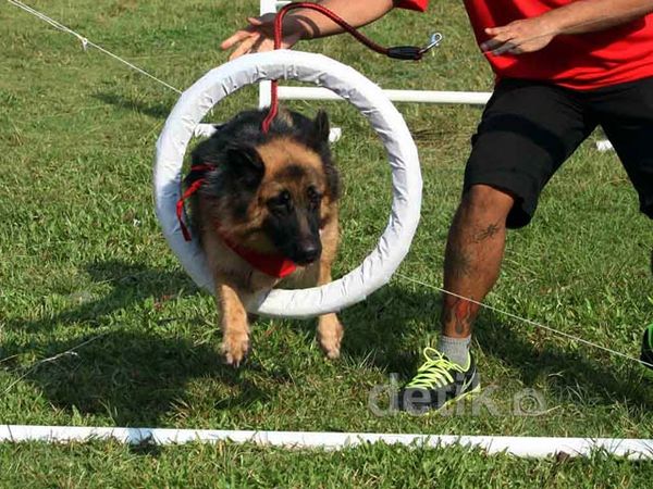 Lomba Lari untuk Anjing