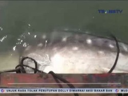 Hiu Seberat 1 Ton Terdampar di Tanjung Perak