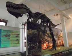 Sabtu Ini, Yuk Ikutan Night at The Museum Geologi