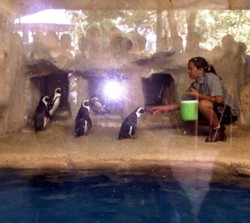 Kebun Binatang Gembira Loka Kini Punya Penguin Afrika