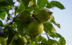 Stok Turun, Harga Jeruk Nipis Dikendalikan Kartel Narkoba Meksiko