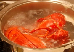 Merebus Lobster yang Empuk Gurih