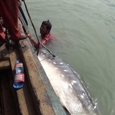 Seekor Hiu Tutul Mati Terdampar di Pelabuhan Tanjung Perak