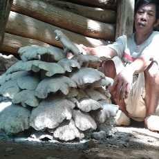 Jamur Raksasa Tumbuh di Pekarangan Rumah Warga Pacitan