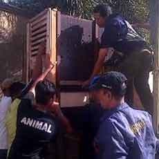 15 Ekor Kijang Jawa Disita dari Rumah Warga di Kota Kediri