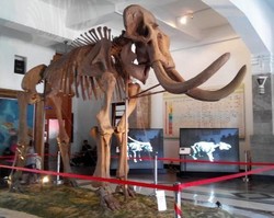 Fosil Gajah Blora, Penghuni Baru Museum Geologi Bandung