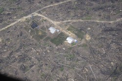 Jadi Kebun Sawit, Ini Penampakan TN Tesso Nilo Riau yang Porak Poranda