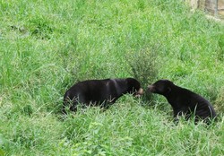 Beruang Madu di Kalimantan, Menggemaskan!