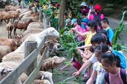 Kasih Makan Kambing, Malah Jadi Atraksi Wisata di Taiwan