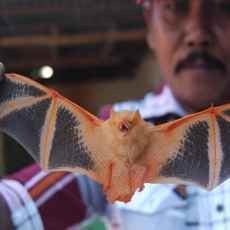 Warga Situbondo Nekat Telanjang Demi Tangkap Kelelawar Orange