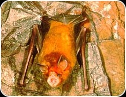 Heboh Kelelawar Oranye Jadi-jadian di Situbondo, Ternyata Ada di Australia