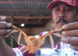 Heboh Kelelawar Oranye di Situbondo, Si Unik yang Jarang Terlihat