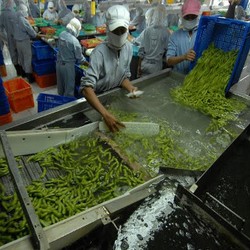 Kedelai Jepang Asal Jember Siap Rambah Australia dan Timur Tengah