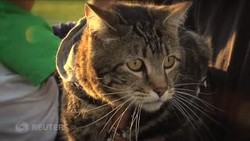 Kucing Ini Terkenal Setelah Selamatkan Seorang Anak dari Serangan Anjing