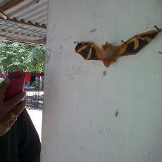 Tak Diberi Pakan, Kelelawar Oranye Itu Mati Kelaparan