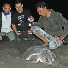 Pengunjung Pantai Boom Dibatasi Jadi Penyebab Penyu Rajin Bertelur